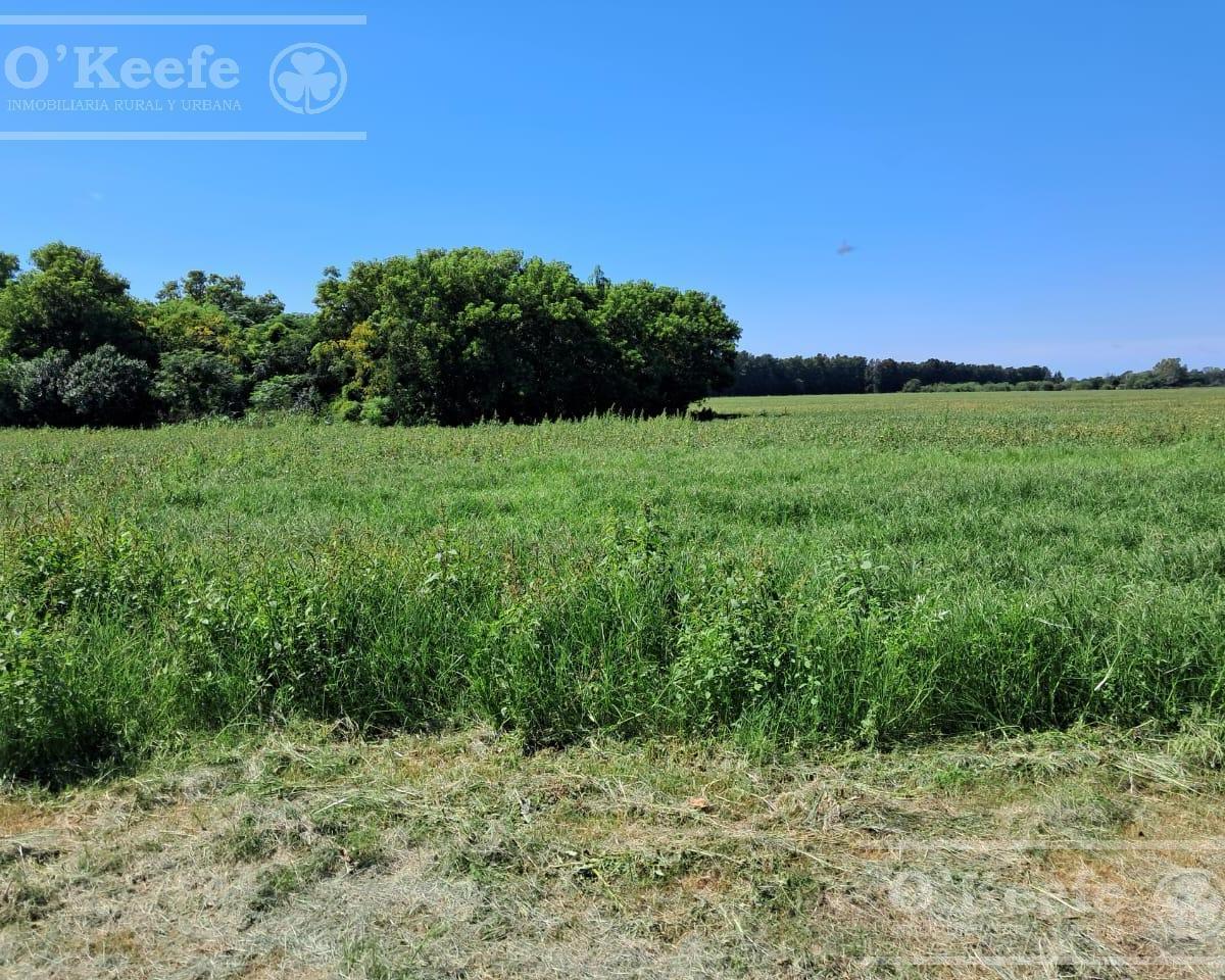 Campo  en venta de 44 has  Agricolas en Baradero