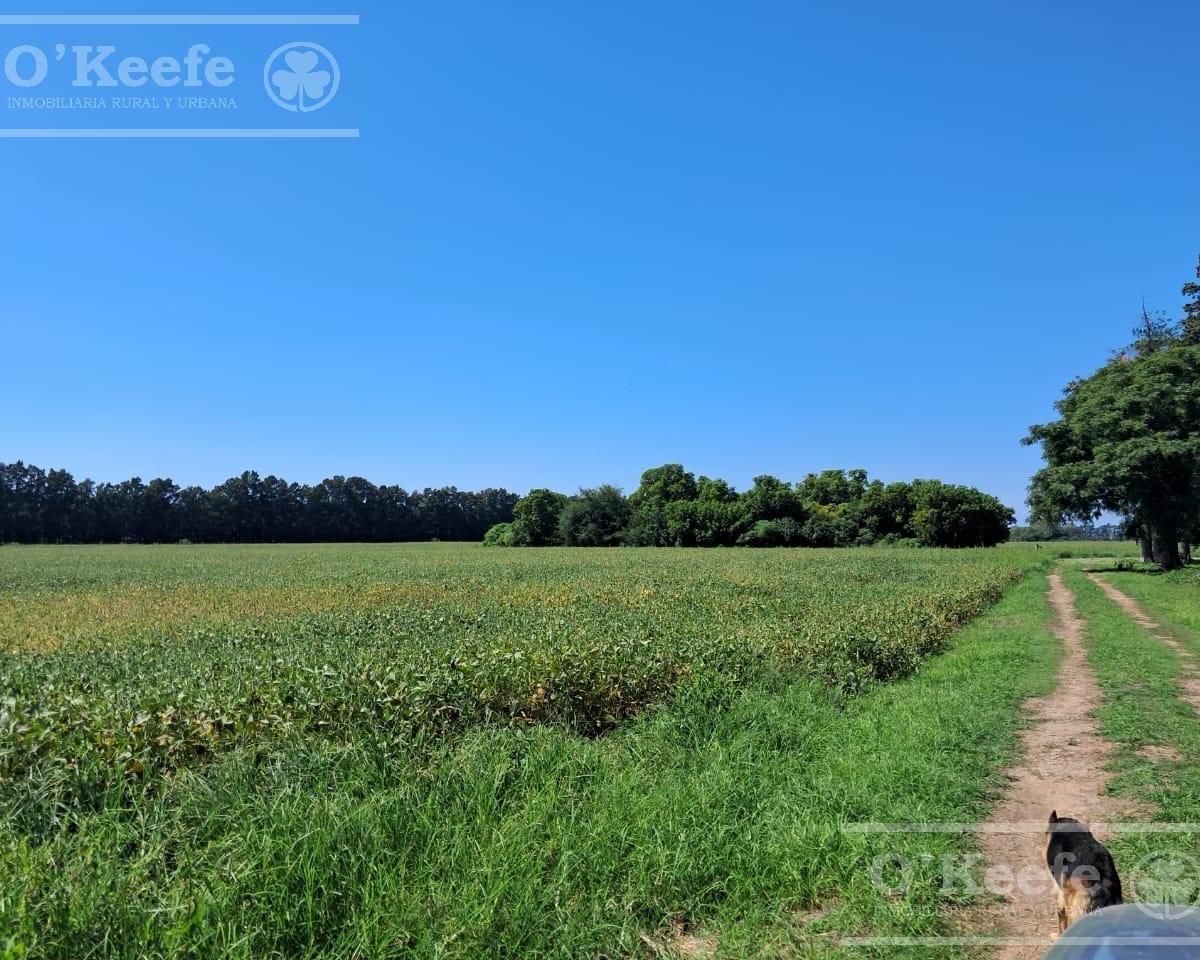Foto de Campo en venta de 44 has Agricolas en Baradero, imagen 3