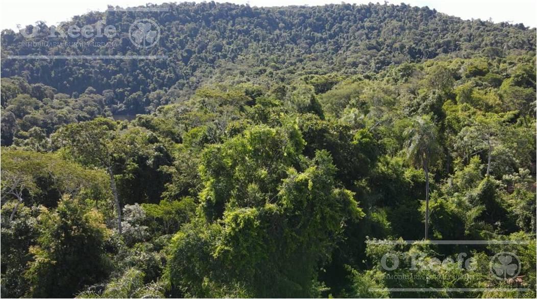 Foto de Venta 9058 Has Salta Bosques nativos Ideal Bonos verdes, imagen 5