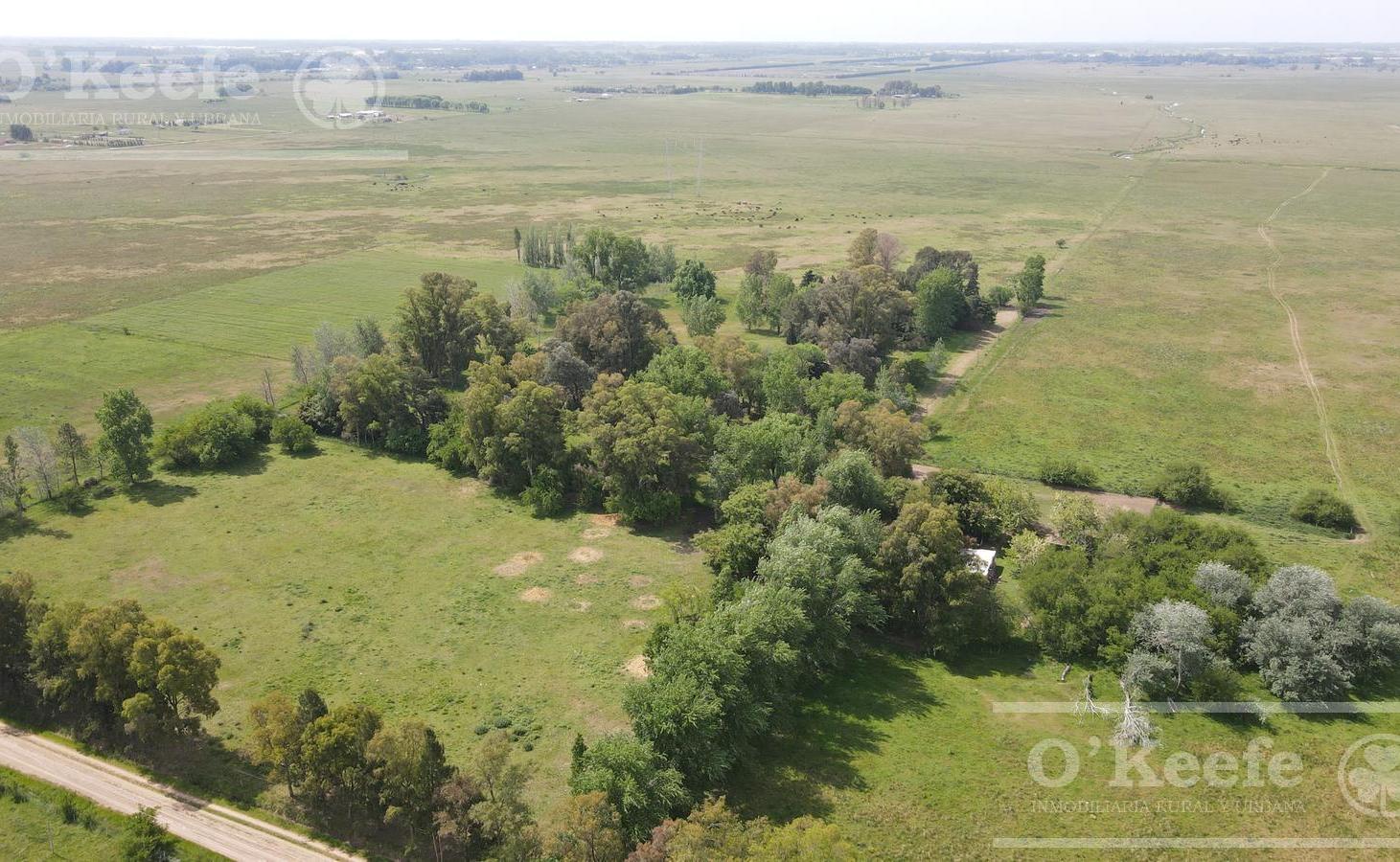 Foto de CAMPO 126 HAS CERCA DE RUTA 215 - PRODUCTIVO Y DISFRUTE - LA PLATA, imagen 4