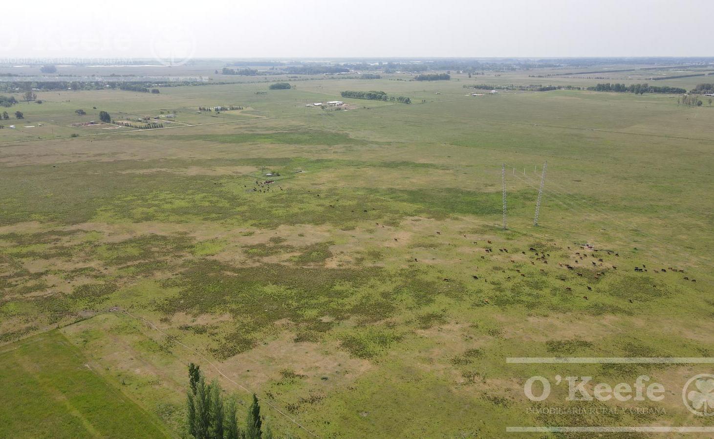 Foto de CAMPO 126 HAS CERCA DE RUTA 215 - PRODUCTIVO Y DISFRUTE - LA PLATA, imagen 2