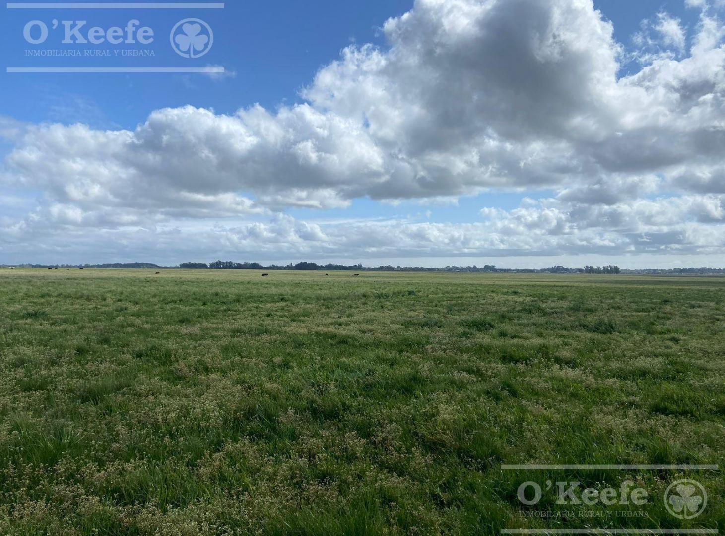 Campo en  venta 295 has Magdalena