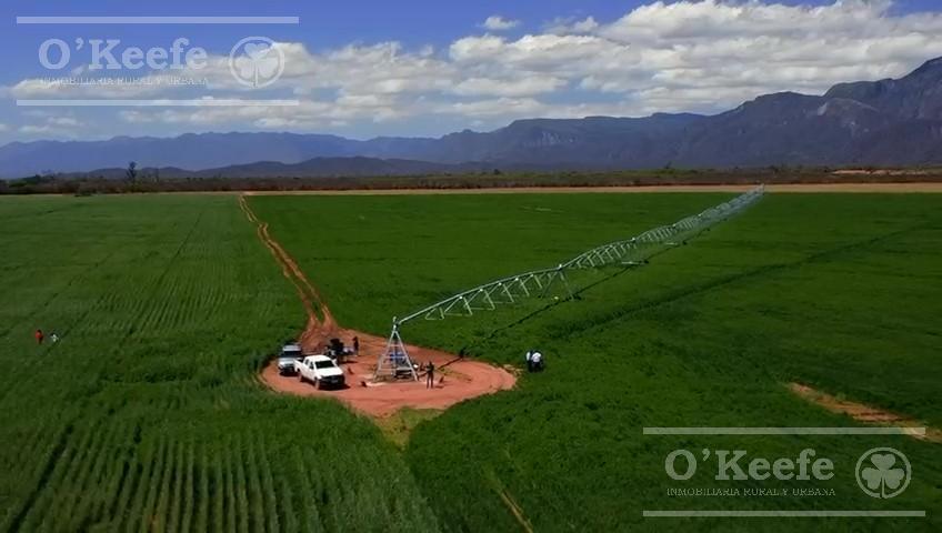 Campo mas Reserva Privada  en venta de 6300 has  en Gral Guemes ,Salta(Facilidades y Permutas)