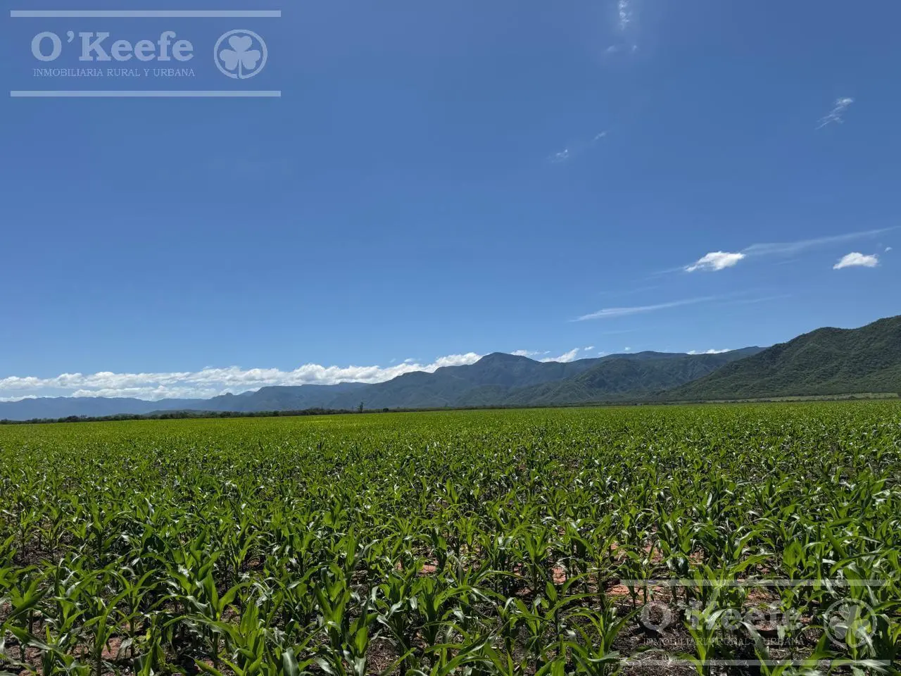 Campo mas Reserva Privada  en venta de 6300 has  en Gral Guemes ,Salta(Facilidades y Permutas) 8