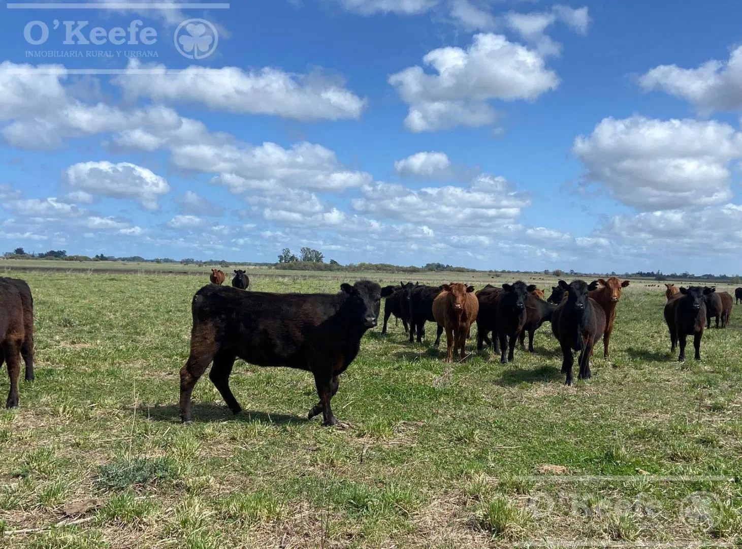 Campo en venta de 450 has en Magdalena 4