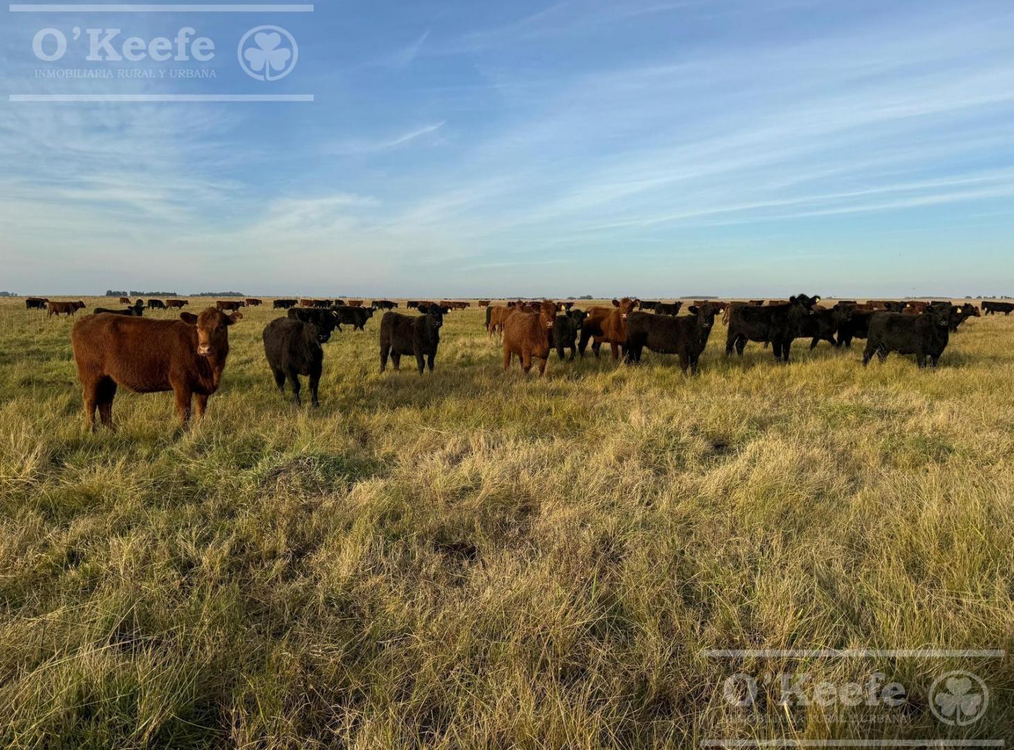 Campo en venta de 450 has en Magdalena
