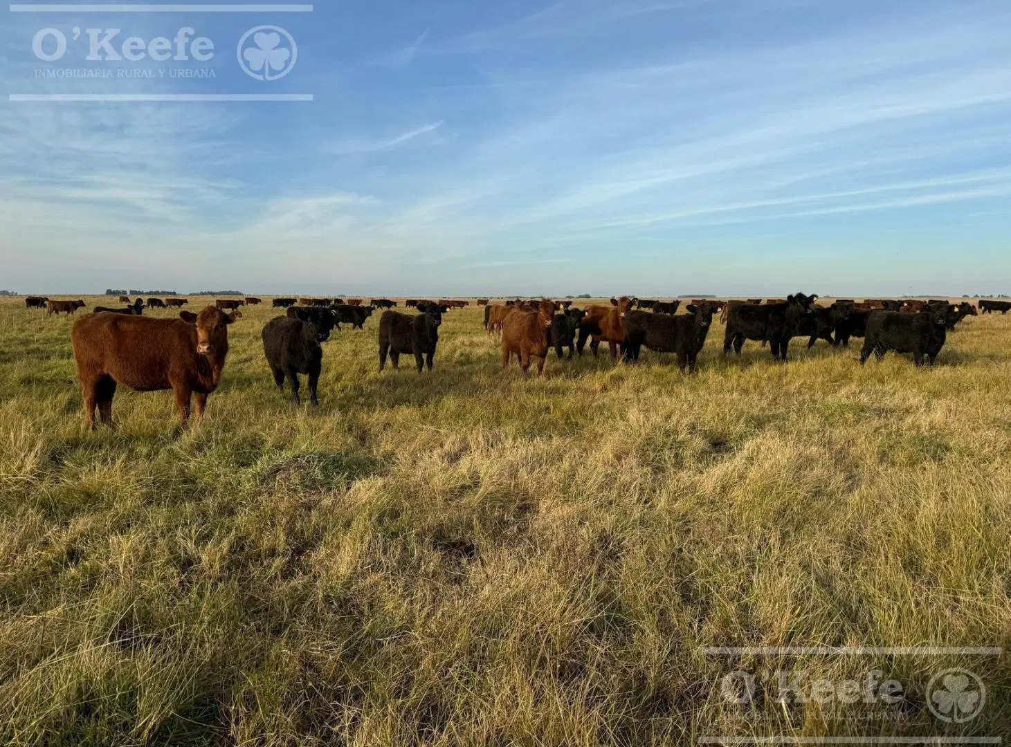 Campo en venta de 450 has en Magdalena 2