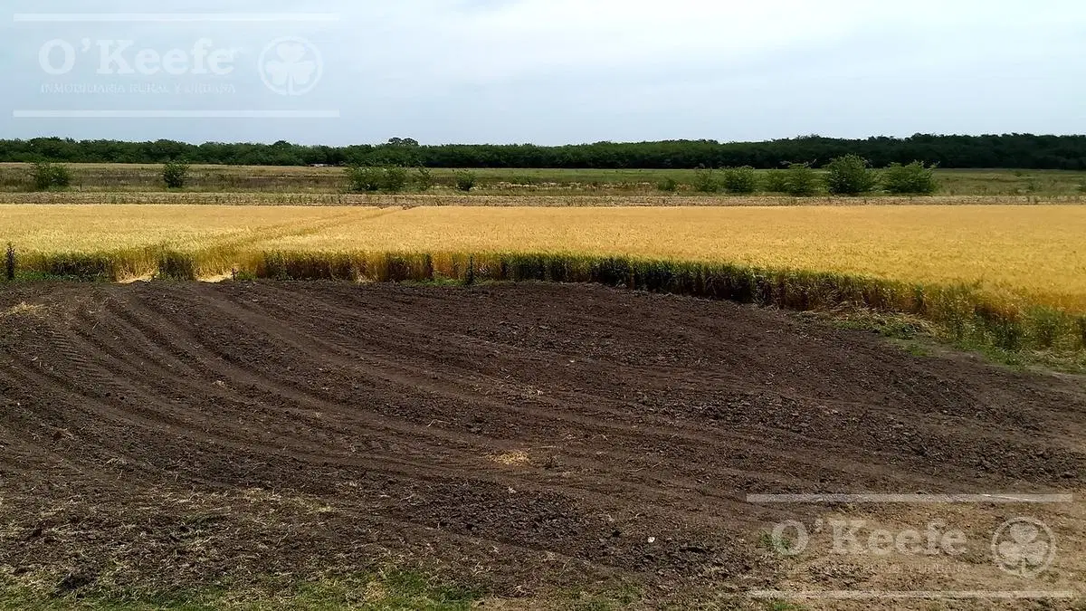 Campo Agricola de 55 has con estupendas mejoras en  San Miguel del Monte 5