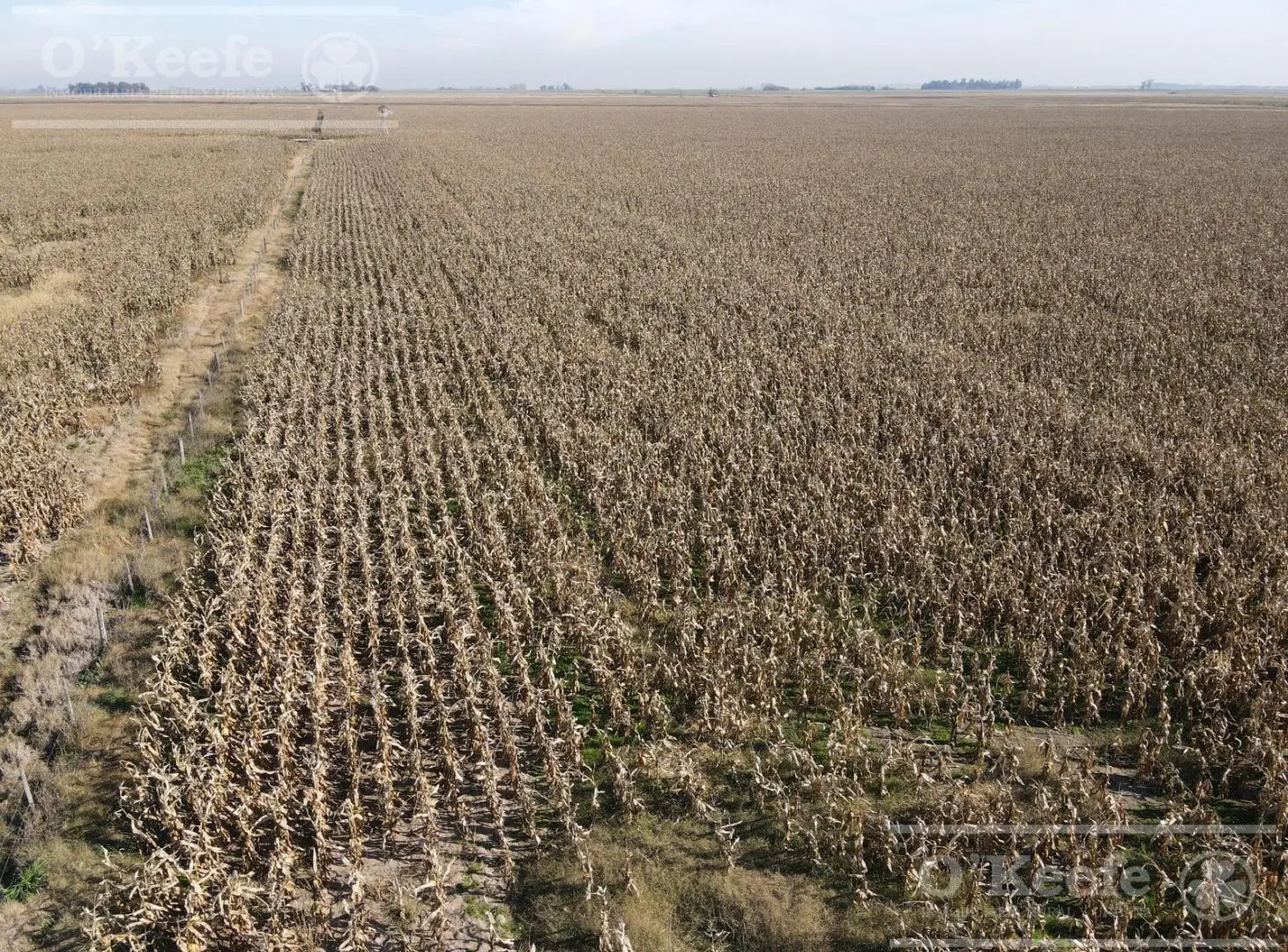 Campo en venta de 217 has en Rosario 5