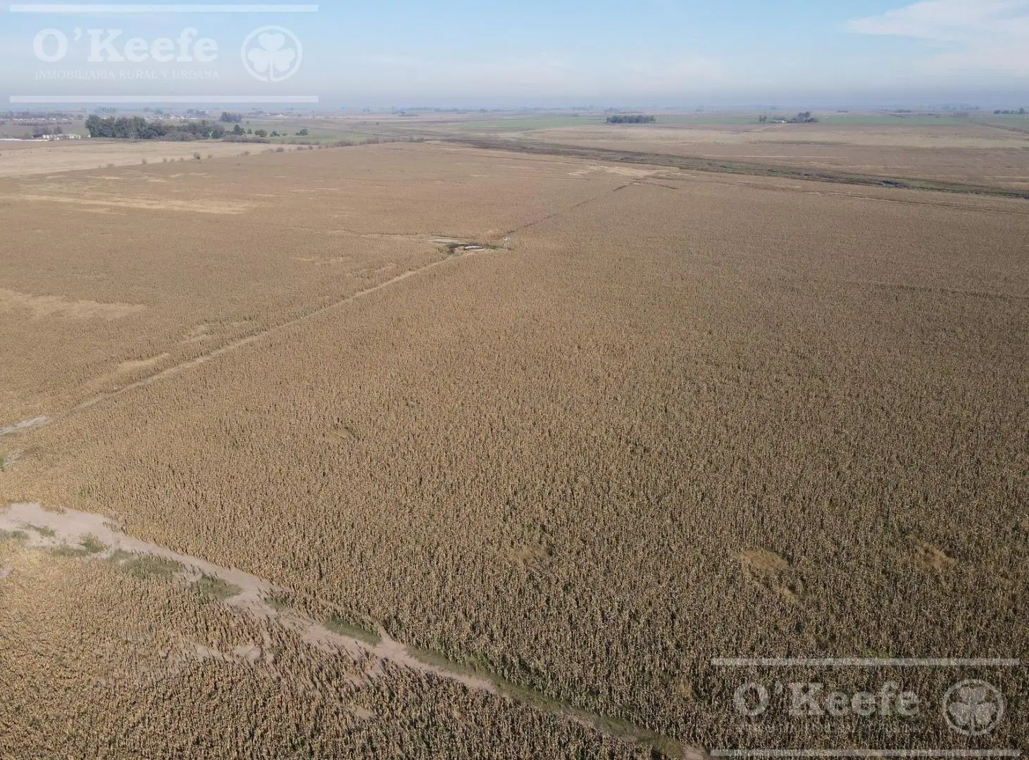 Campo en venta de 217 has en Rosario 3