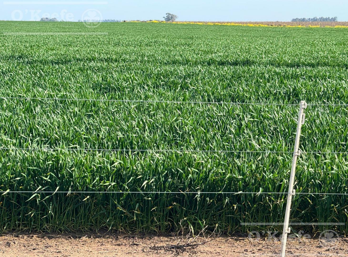 Foto de CAMPO MIXTO EN VENTA DE 830 HAS - CORONEL DORREGO, imagen 5