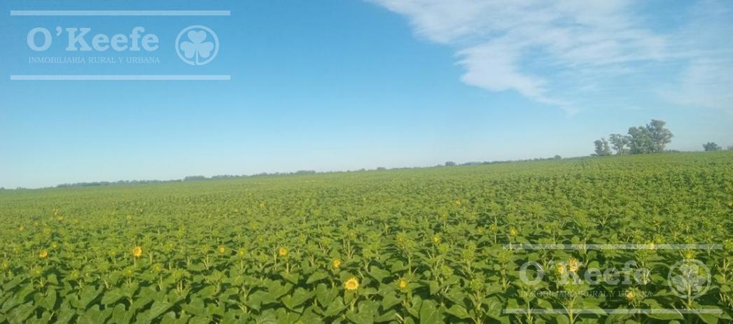 Foto de Campo en venta de 381 has en 9 de Julio, imagen 5