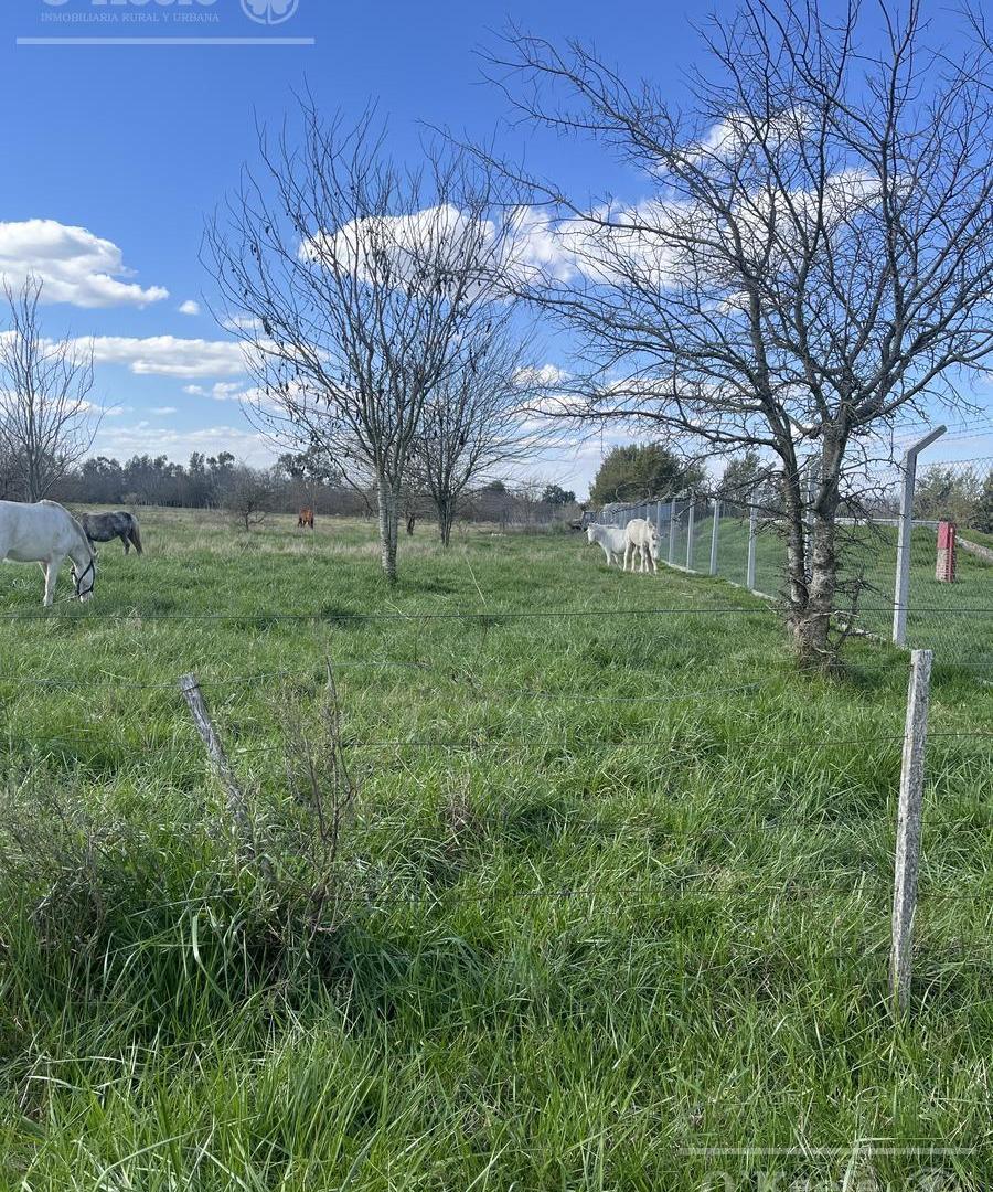 Foto de Chacra en venta de 6 has en Cañuelas, imagen 3