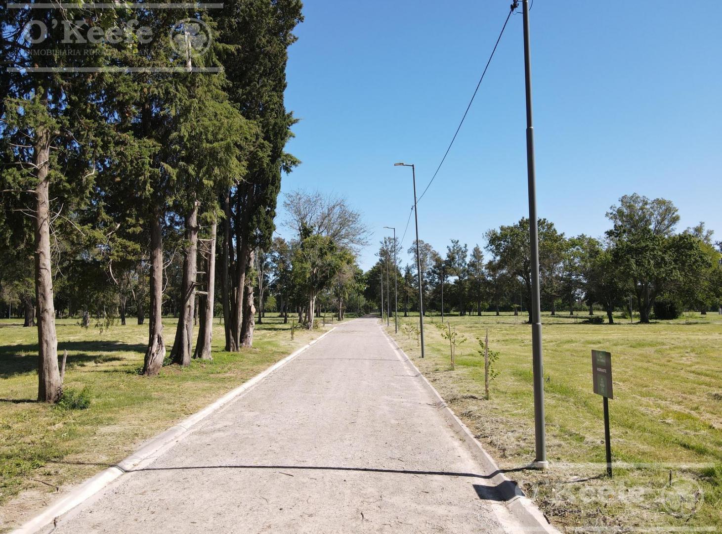 Foto de Lote en Venta, El Pato, Barrio residencial Los Cedros, imagen 4
