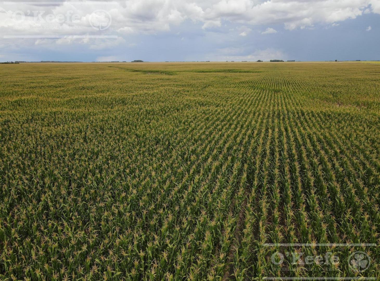 Foto de Campo en venta de 447 has en Espigas, imagen 1