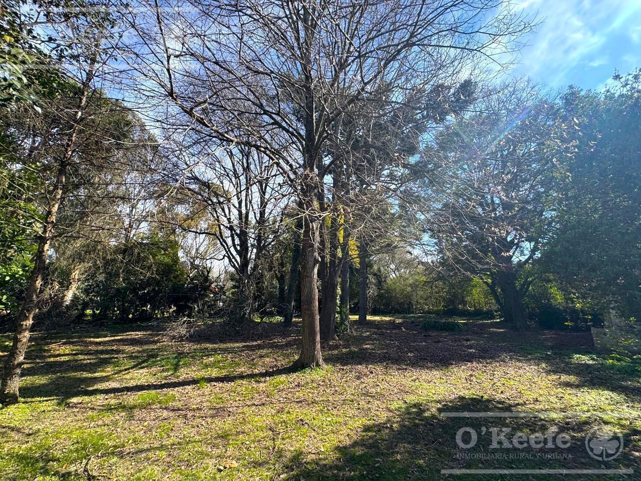 Foto de Terreno en venta de 2.000mts sobre Camino Gral. Belgrano - Gutierrez, imagen 3