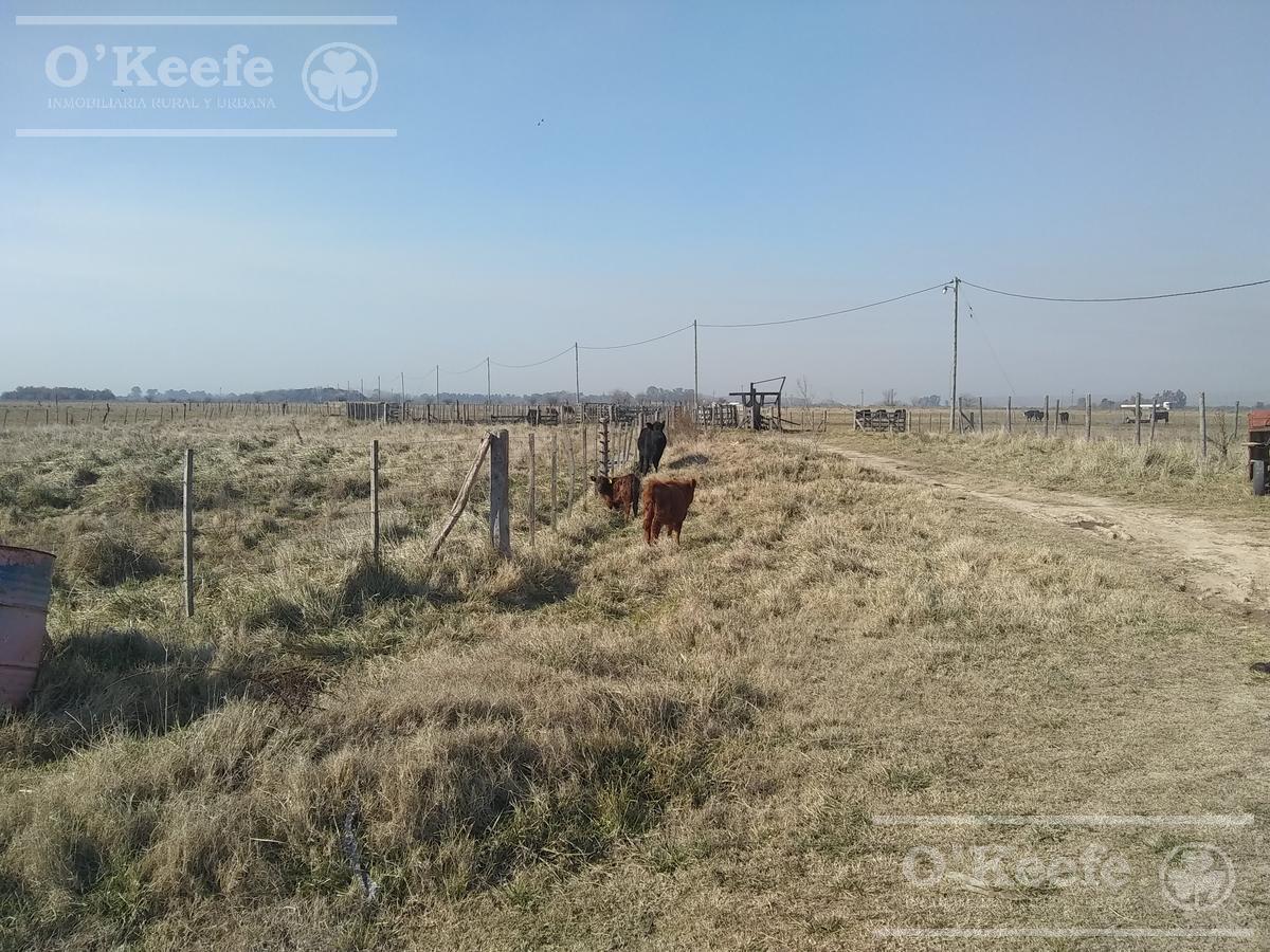 Foto de Campo Ganadero de 165 Has - Sobre Ruta - Ranchos, imagen 3