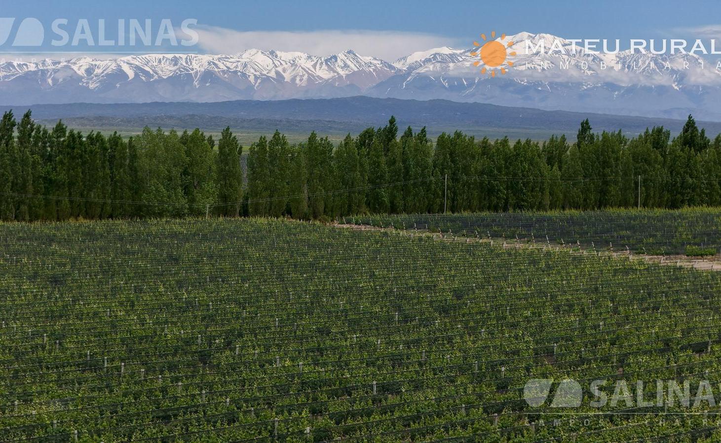 Finca con viñedos en Ugarteche