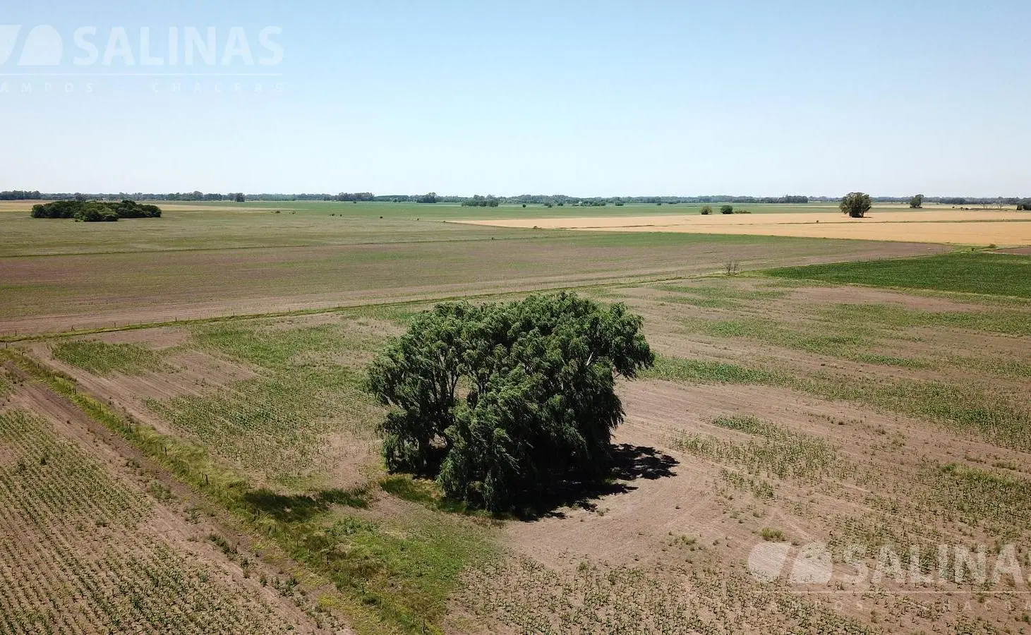 Campo agrícola en Torres, Luján 3