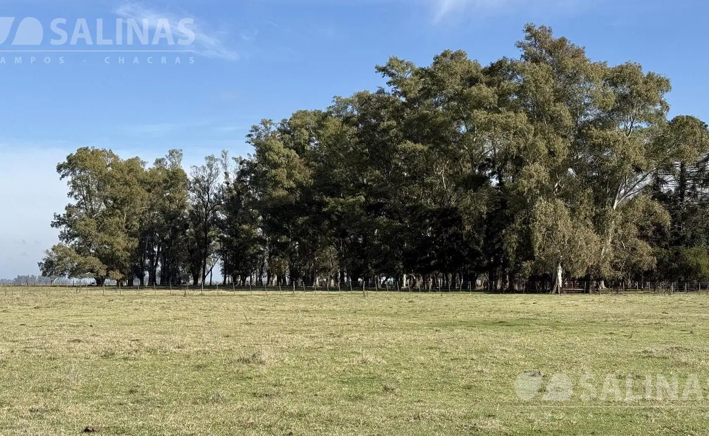 110 Has. Campo Ganadero en Mercedes 4