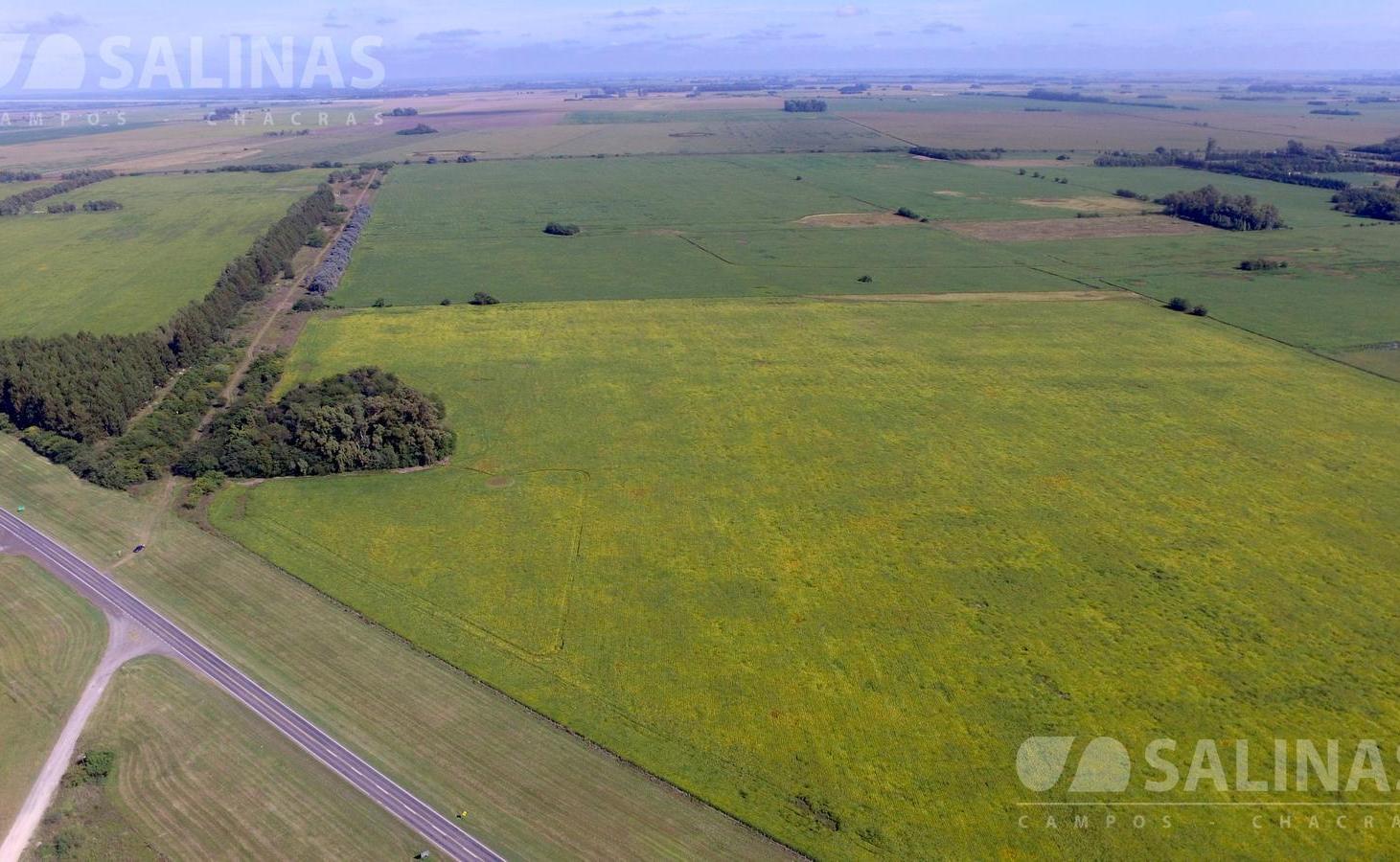 Foto de 86 Has. agrícolas en SolisCampo, imagen 1