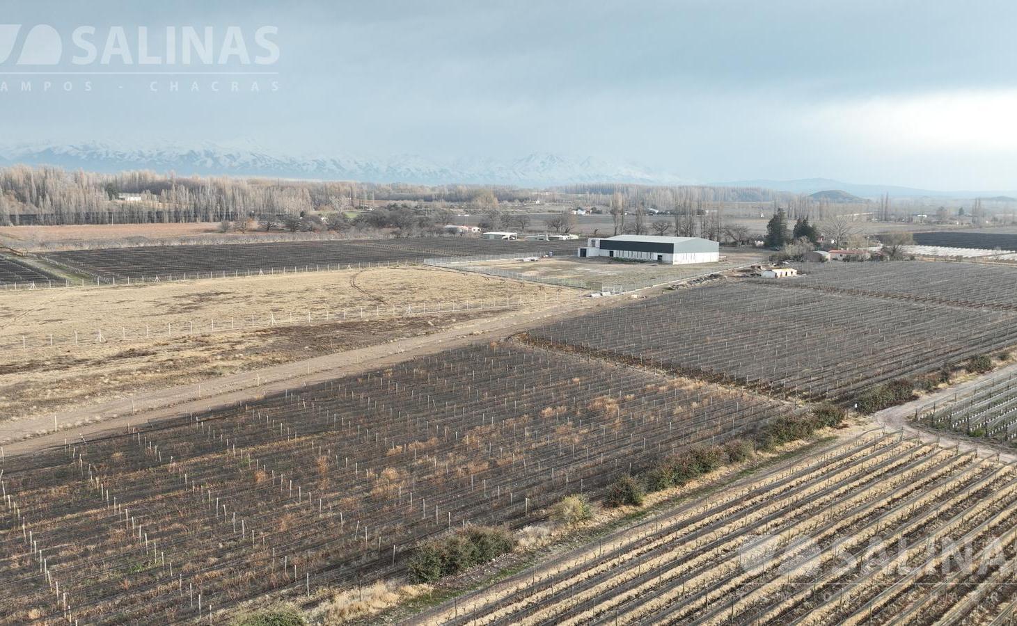 Foto de 6 Has. Finca en Tupungato con viñedos Malbec., imagen 2