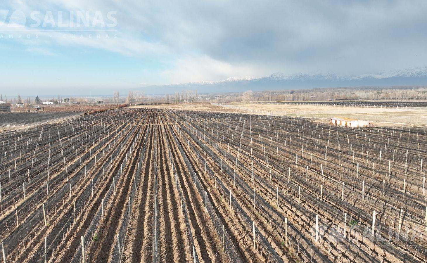 Foto de 6 Has. Finca en Tupungato con viñedos Malbec., imagen 1