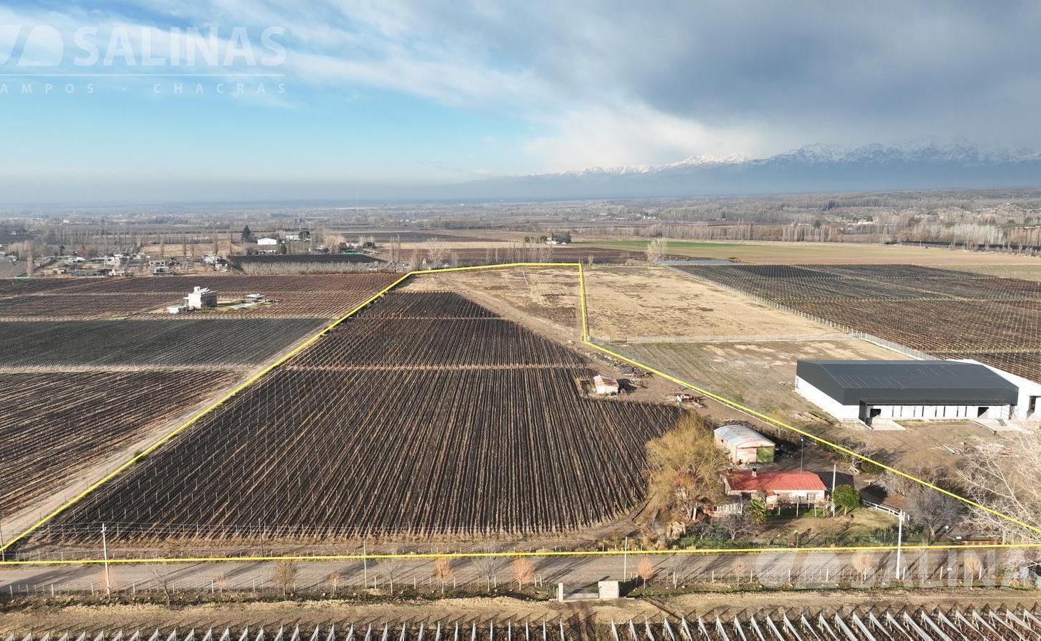 Foto de 6 Has. Finca en Tupungato con viñedos Malbec., imagen 5