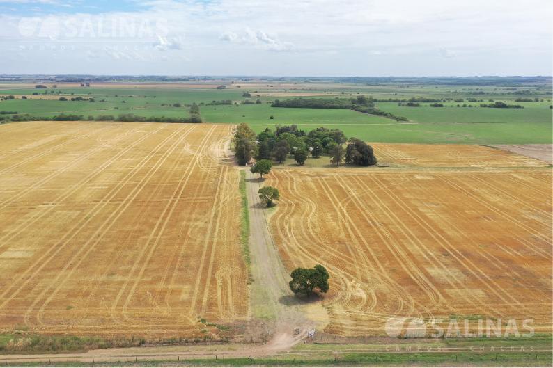 Foto de Campo productivo con casco y parque en Baradero, imagen 5