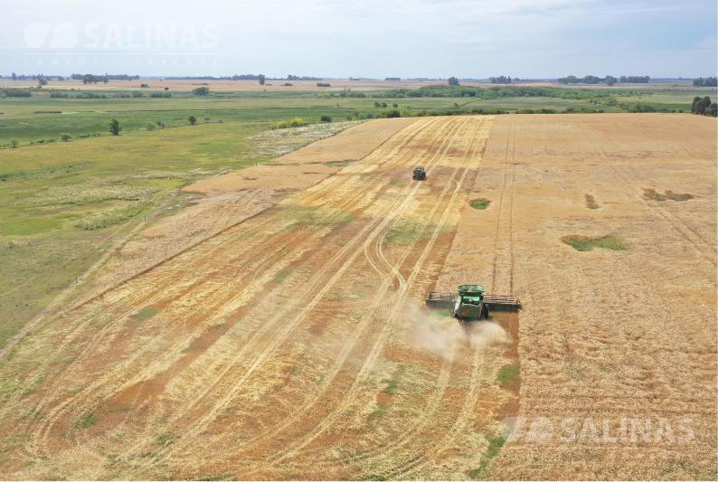 Foto de Campo productivo con casco y parque en Baradero, imagen 3