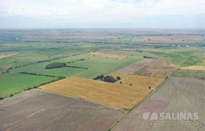 Campo productivo con casco y parque en Baradero