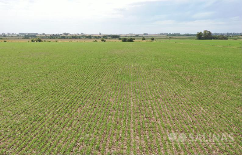Foto de Campo productivo con casco y parque en Baradero, imagen 2
