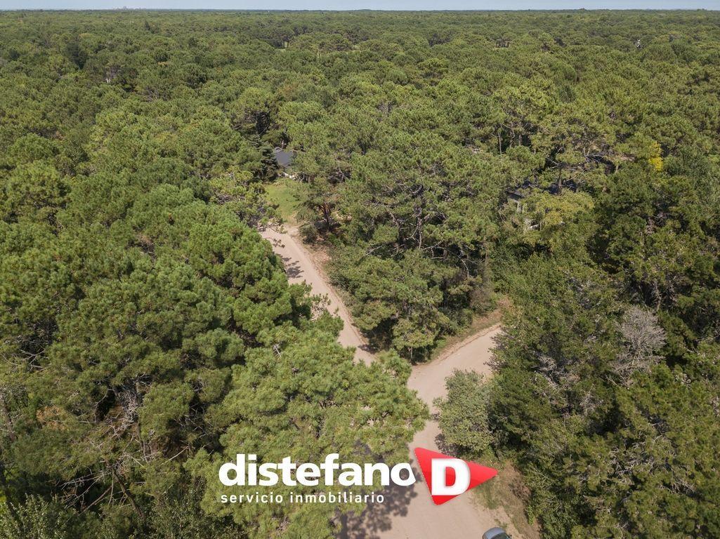 Lote . | Palmera