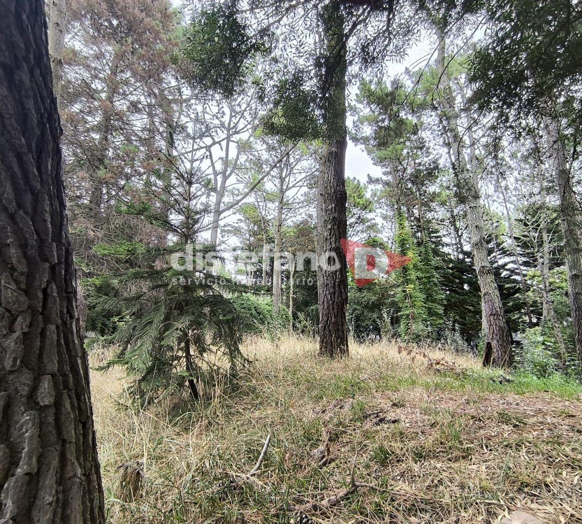 Lote. | del Jilguero 1