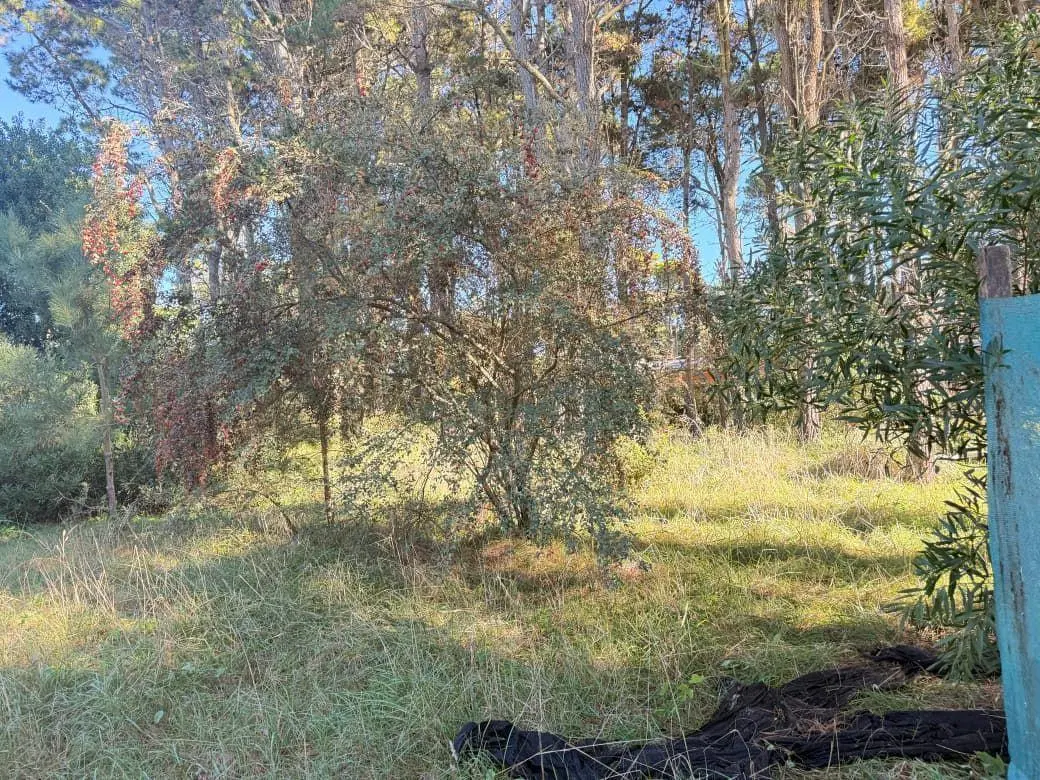 Lote . | COLECTORA SHAW 5