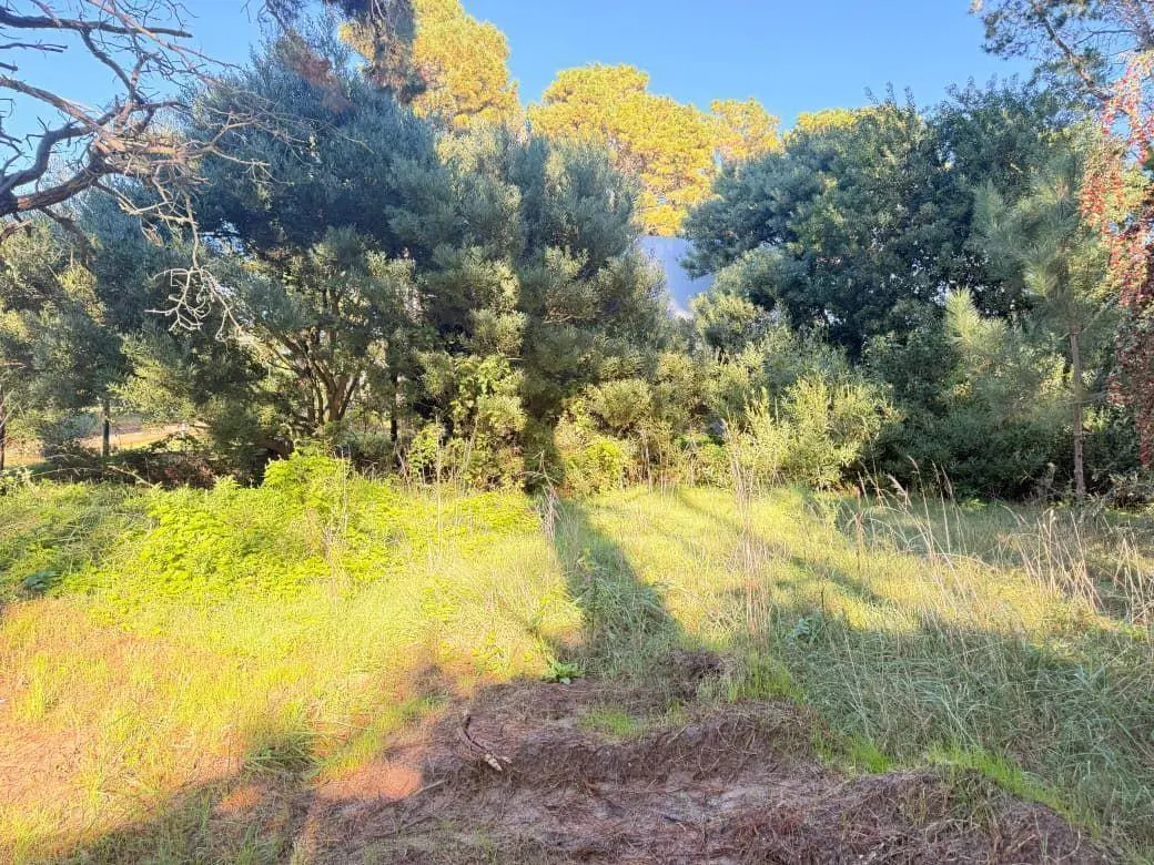 Lote . | COLECTORA SHAW 2