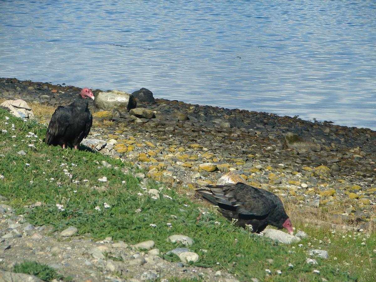 Campo - Ushuaia 3