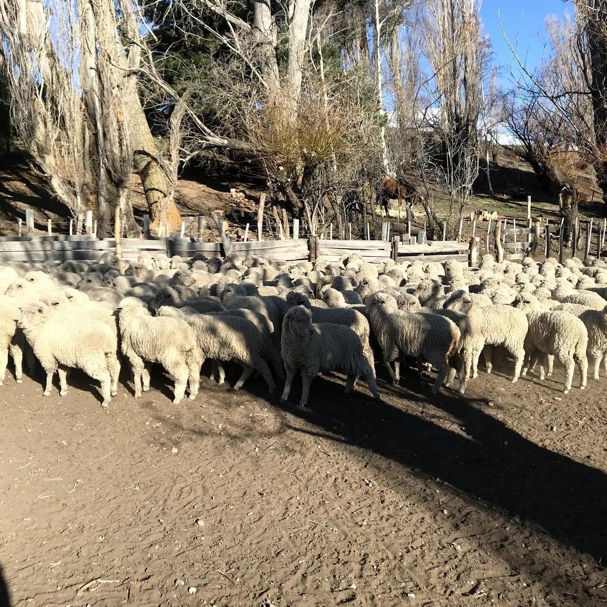 Campo en Esquel - 2.500 Has - Rn 40 5