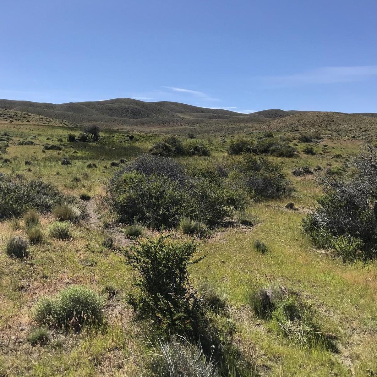 Campo en Esquel - 2.500 Has - Rn 40 5