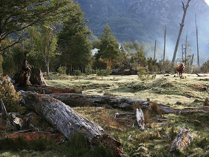 Foto de Campo - Aysén, imagen 3