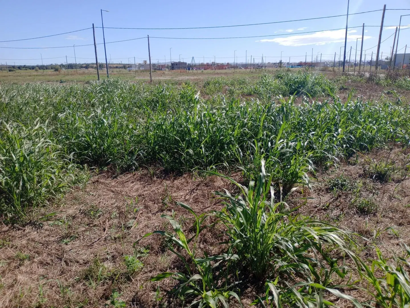 SE VENDE LOTE 600M2 DOCTA PARQUE 2 (20 FRENTE x 30 FONDO) 5