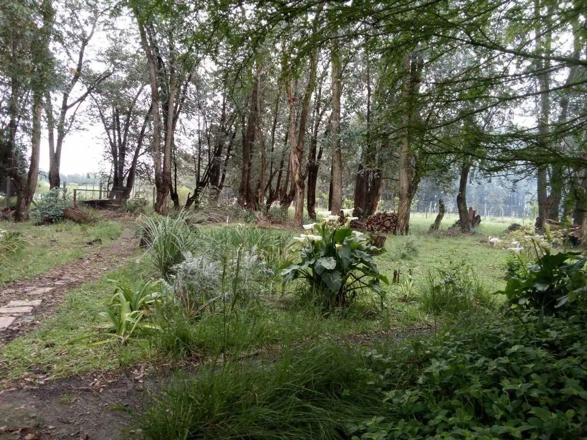 VENTA TERRENO 7 HECTAREAS EN LA CAPILLA F.VARELA 2