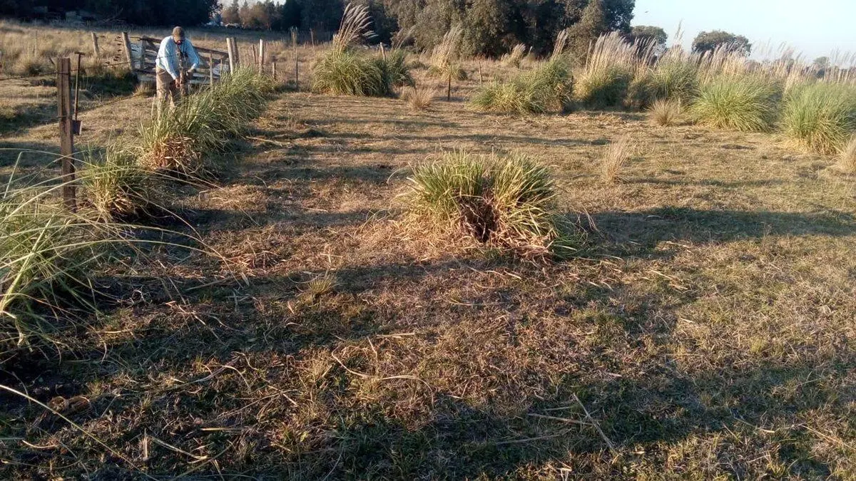 VENTA TERRENO 7 HECTAREAS EN LA CAPILLA F.VARELA 3