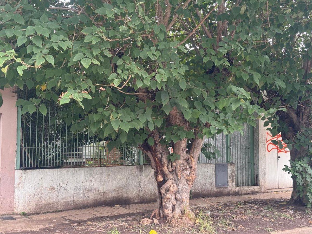 Foto de VENTA CASA 3 AMB BERAZATEGUI A RECICLAR, imagen 2