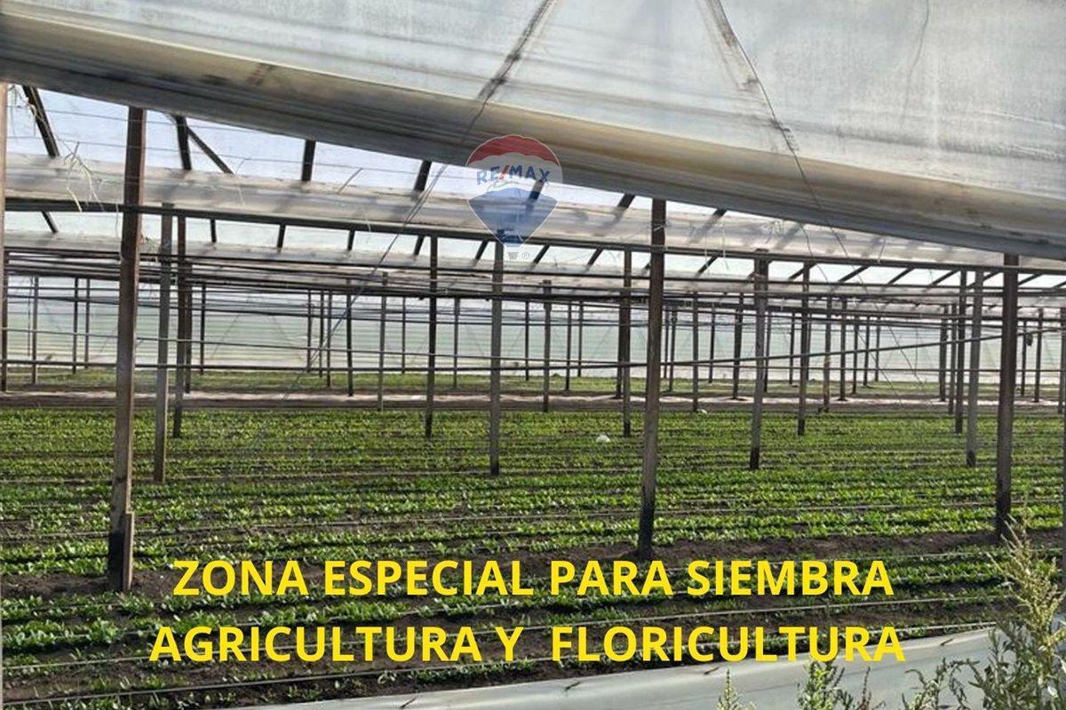 Foto de LOTES EN VENTA 4 HECTARIAS ABASTO LA PLATA CAMPO, imagen 4