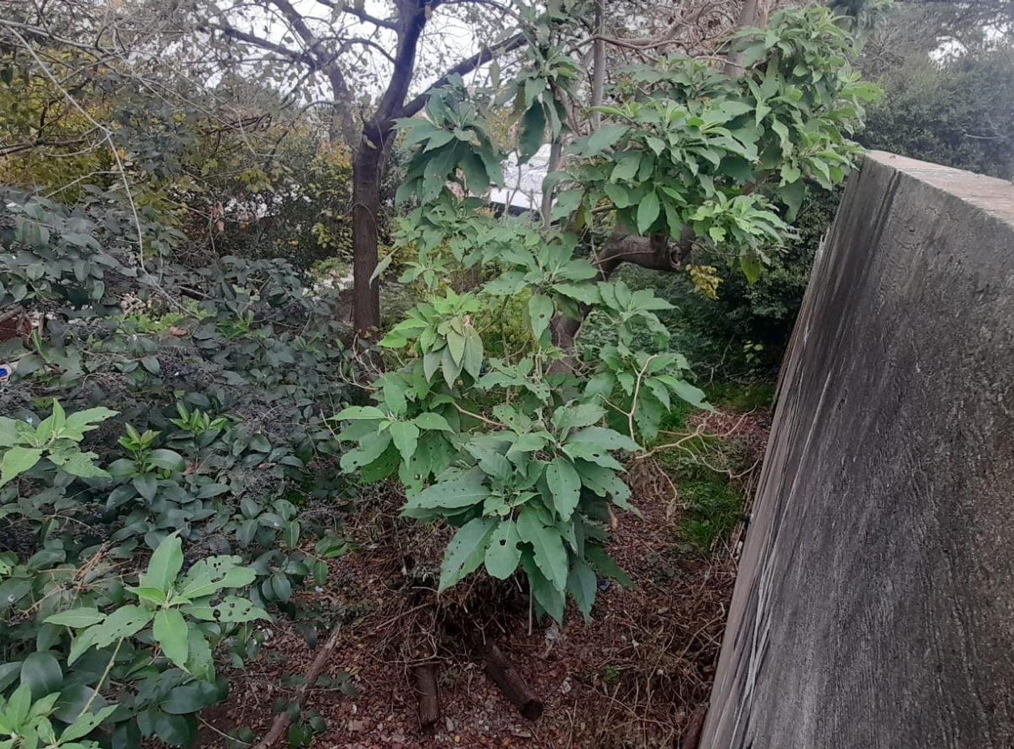 Foto de Venta Lote de en Bernal Oeste, imagen 2