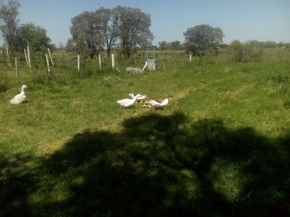 Foto de VENTA TERRENO 7 HECTAREAS EN LA CAPILLA F.VARELA, imagen 3