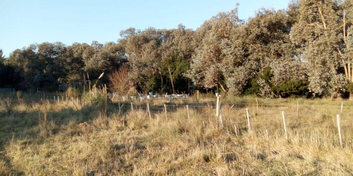 Foto de VENTA TERRENO 7 HECTAREAS EN LA CAPILLA F.VARELA, imagen 3