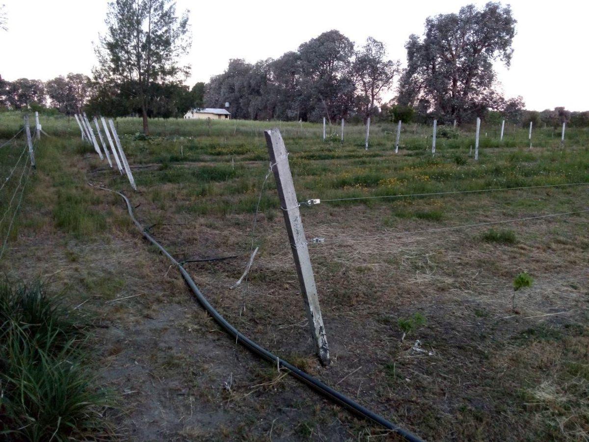 Foto de VENTA TERRENO 7 HECTAREAS EN LA CAPILLA F.VARELA, imagen 2