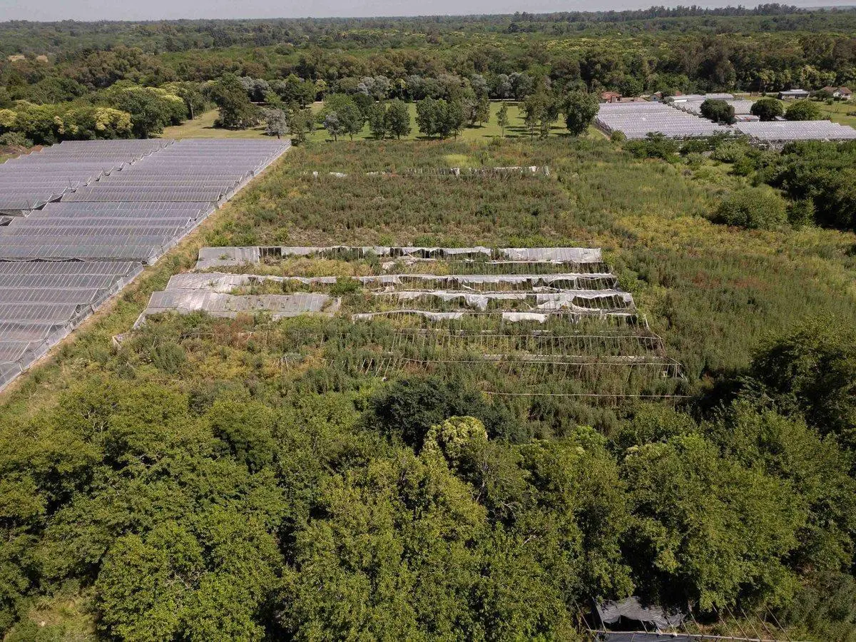 Venta Hectáreas en Villa Elisa 4